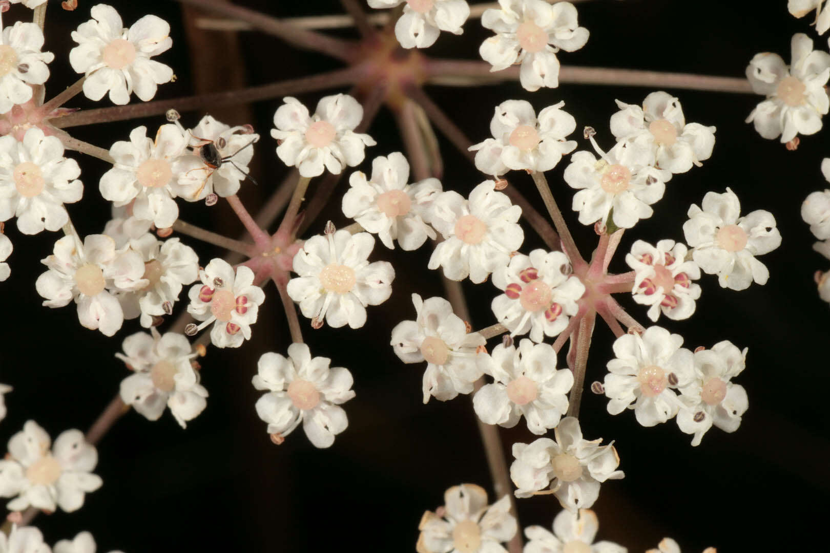 Image of Trocdaris verticillatum (L.) Rafin.