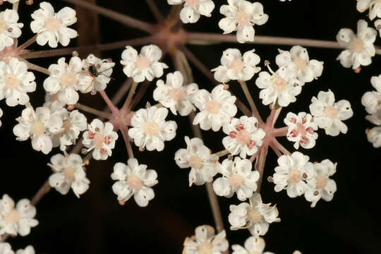 Image of Trocdaris verticillatum (L.) Rafin.