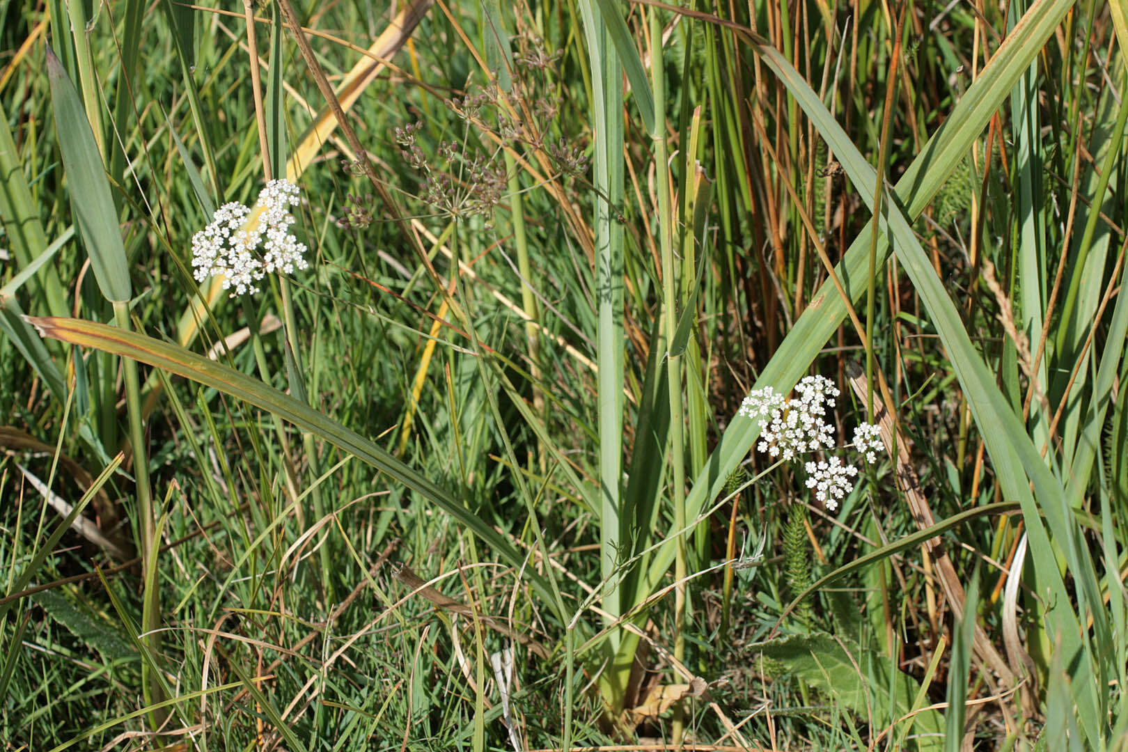 Image of Trocdaris verticillatum (L.) Rafin.