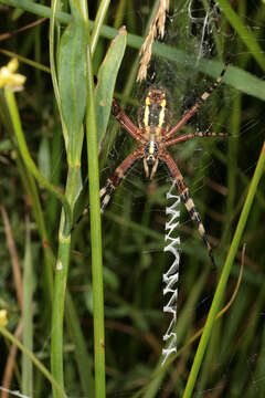 Image of Barbary Spider