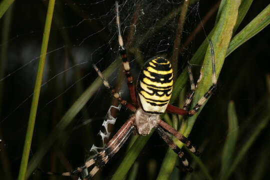 Image of Barbary Spider