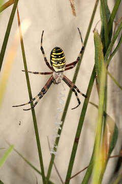 Image of Barbary Spider