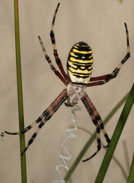 Image of Barbary Spider