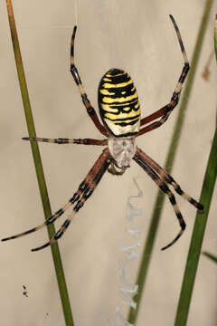 Image of Barbary Spider