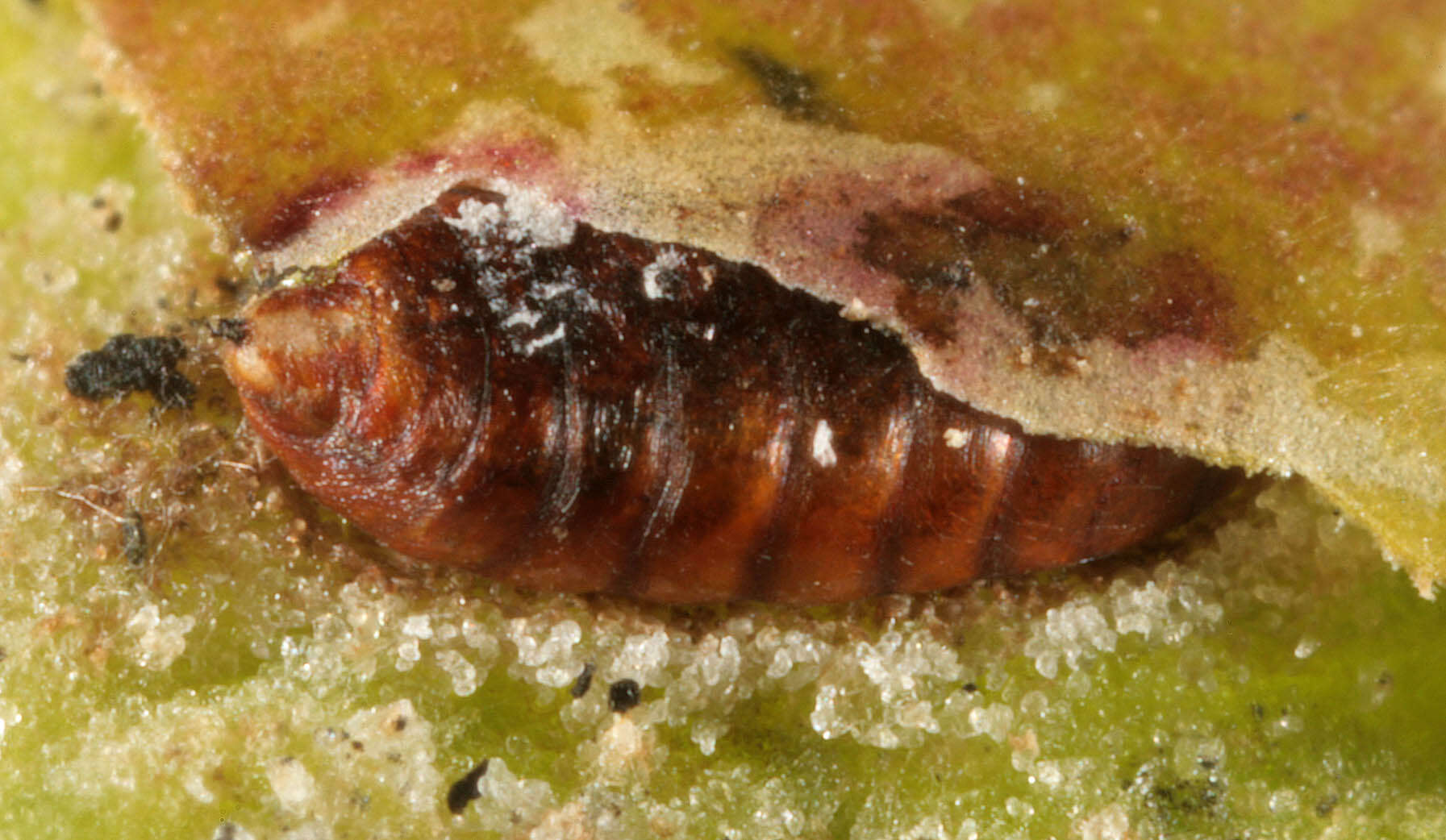 Image of European Holly Leafminer