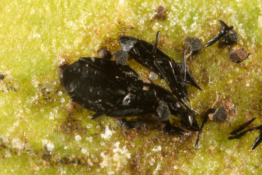 Image of European Holly Leafminer