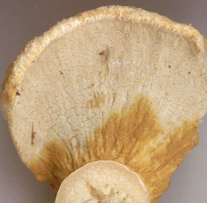 Image of Hypomyces spadiceus Fr. ex Cooke 1884