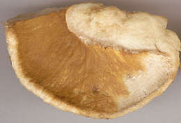 Image of Hypomyces spadiceus Fr. ex Cooke 1884