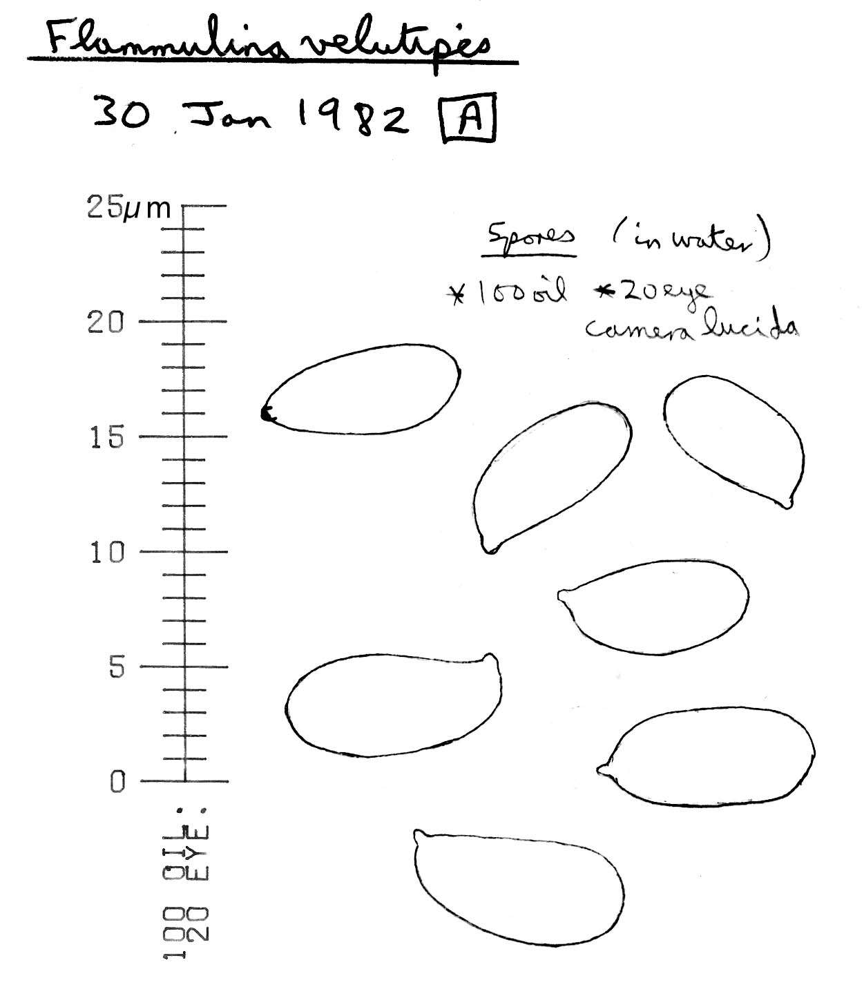 Plancia ëd Flammulina velutipes (Curtis) Singer 1951