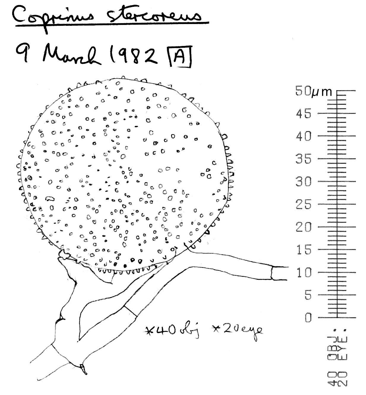 Image de Coprin des crottes