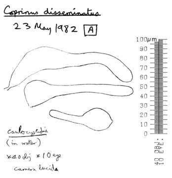 Image de Coprin disséminé