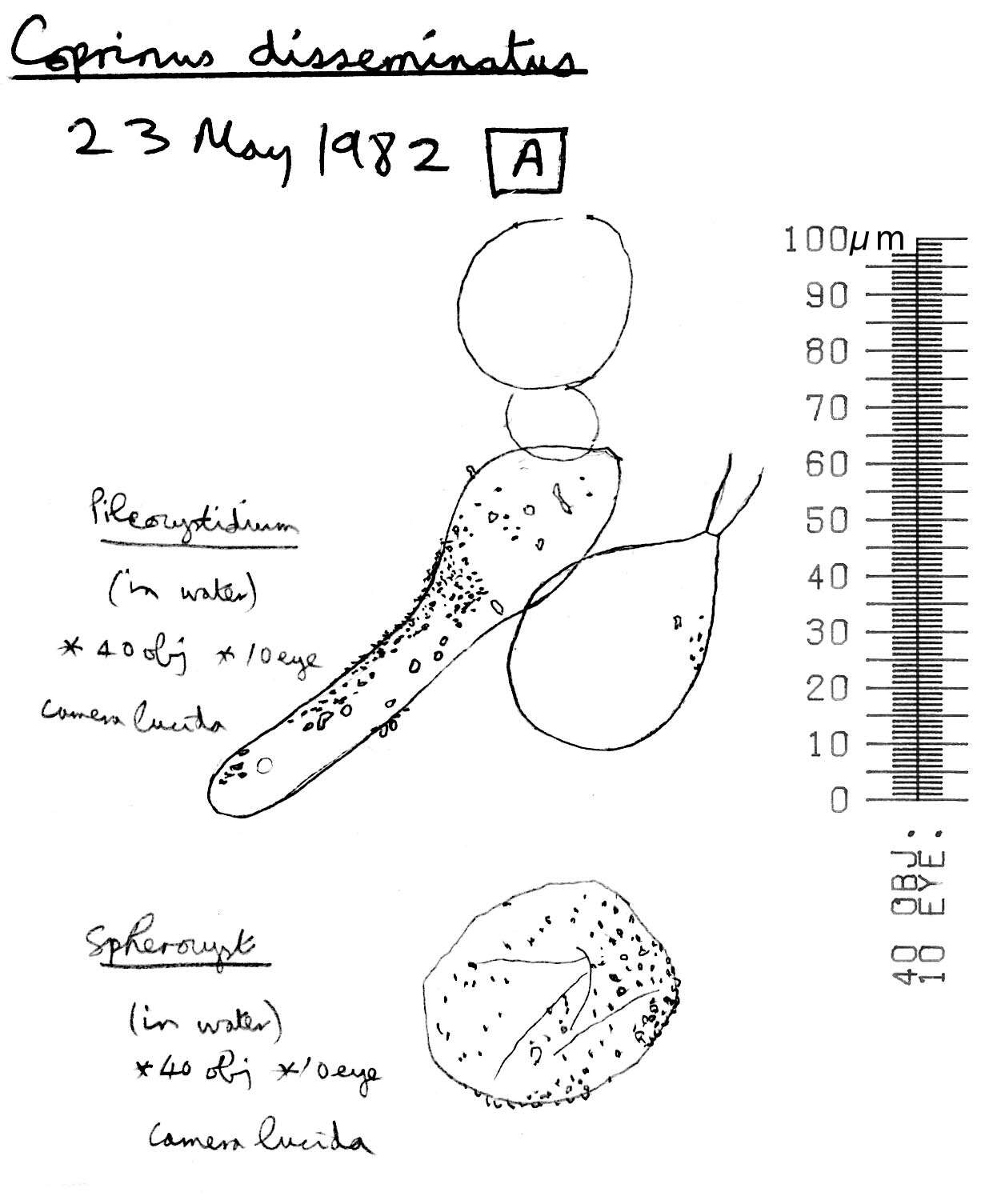 Image of Trooping Inkcaps