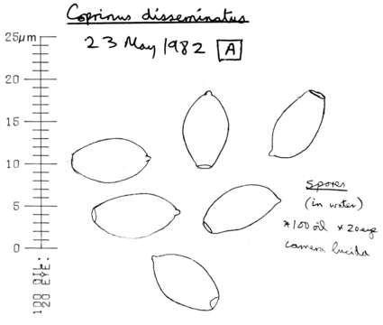 Image de Coprin disséminé