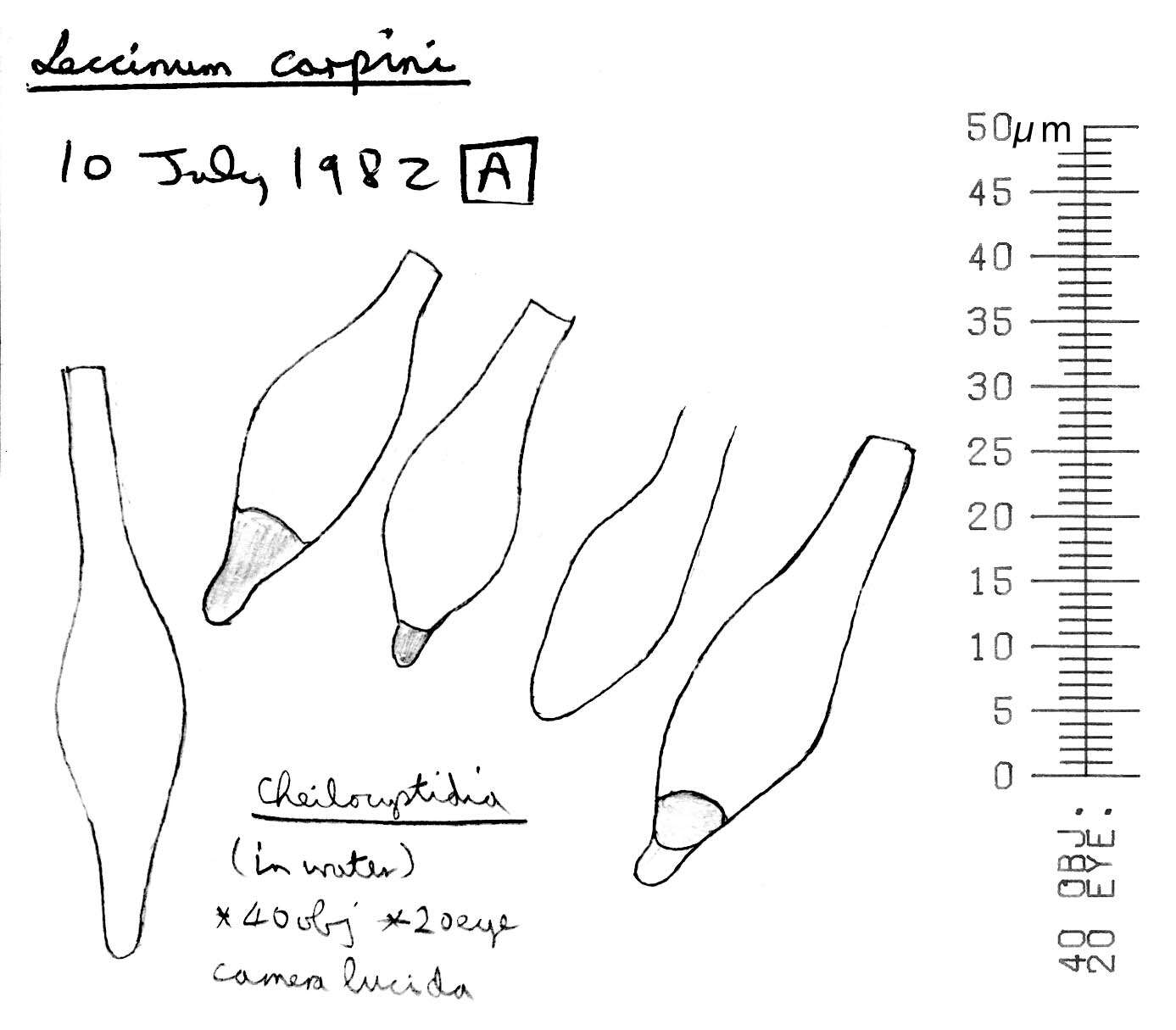 Image of Leccinellum pseudoscabrum (Kallenb.) Mikšík 2017