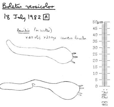 Imagem de Hortiboletus rubellus (Krombh.) Simonini, Vizzini & Gelardi 2015