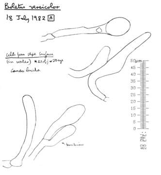 Imagem de Hortiboletus rubellus (Krombh.) Simonini, Vizzini & Gelardi 2015