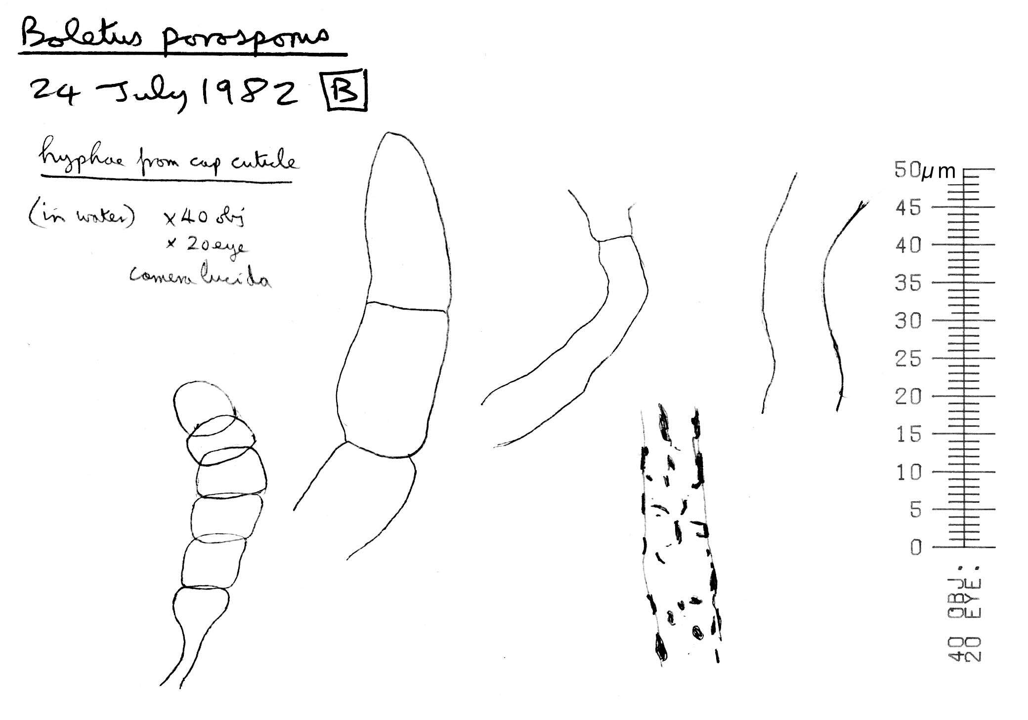 Image of Xerocomellus porosporus (Imler ex Watling) Šutara 2008