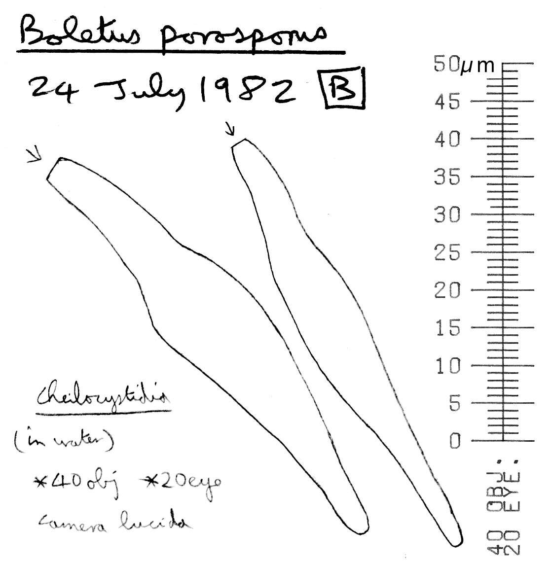 Image of Xerocomellus porosporus (Imler ex Watling) Šutara 2008