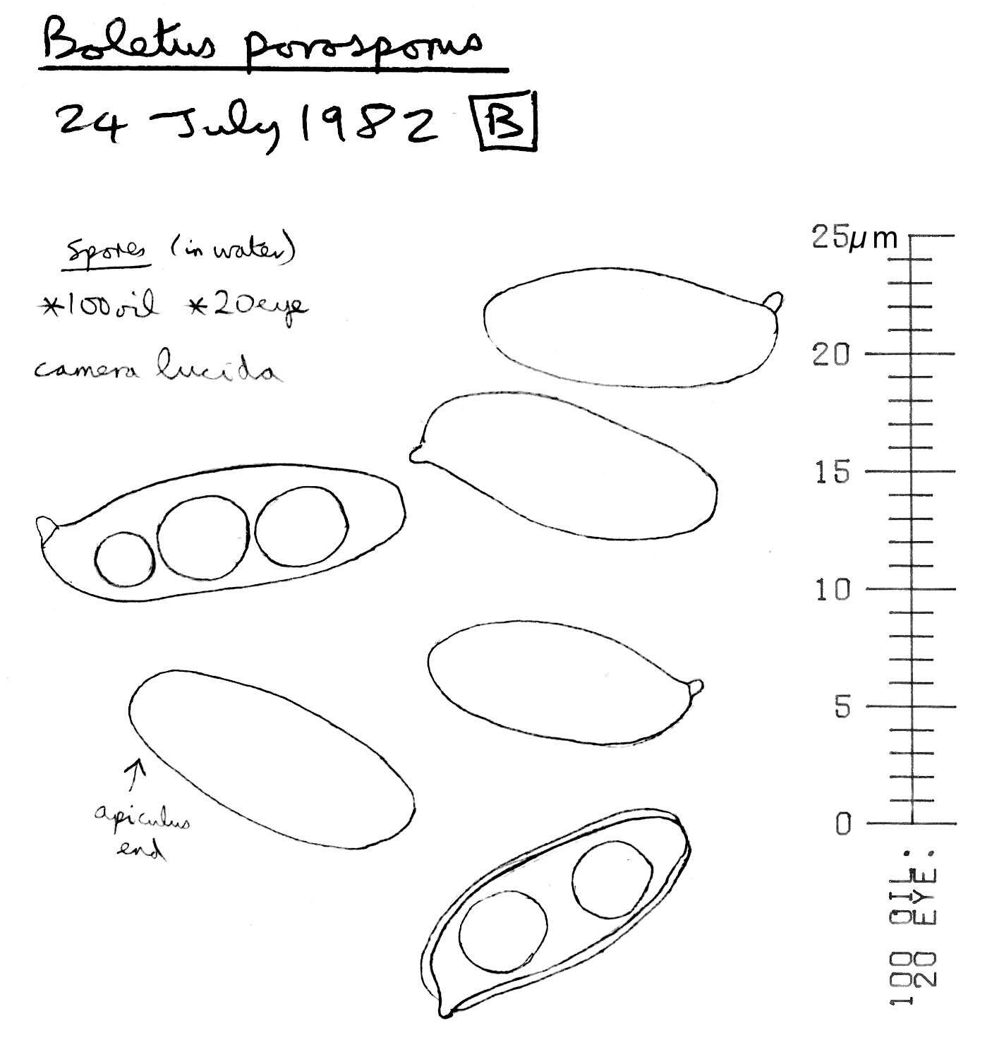 Image of Xerocomellus porosporus (Imler ex Watling) Šutara 2008