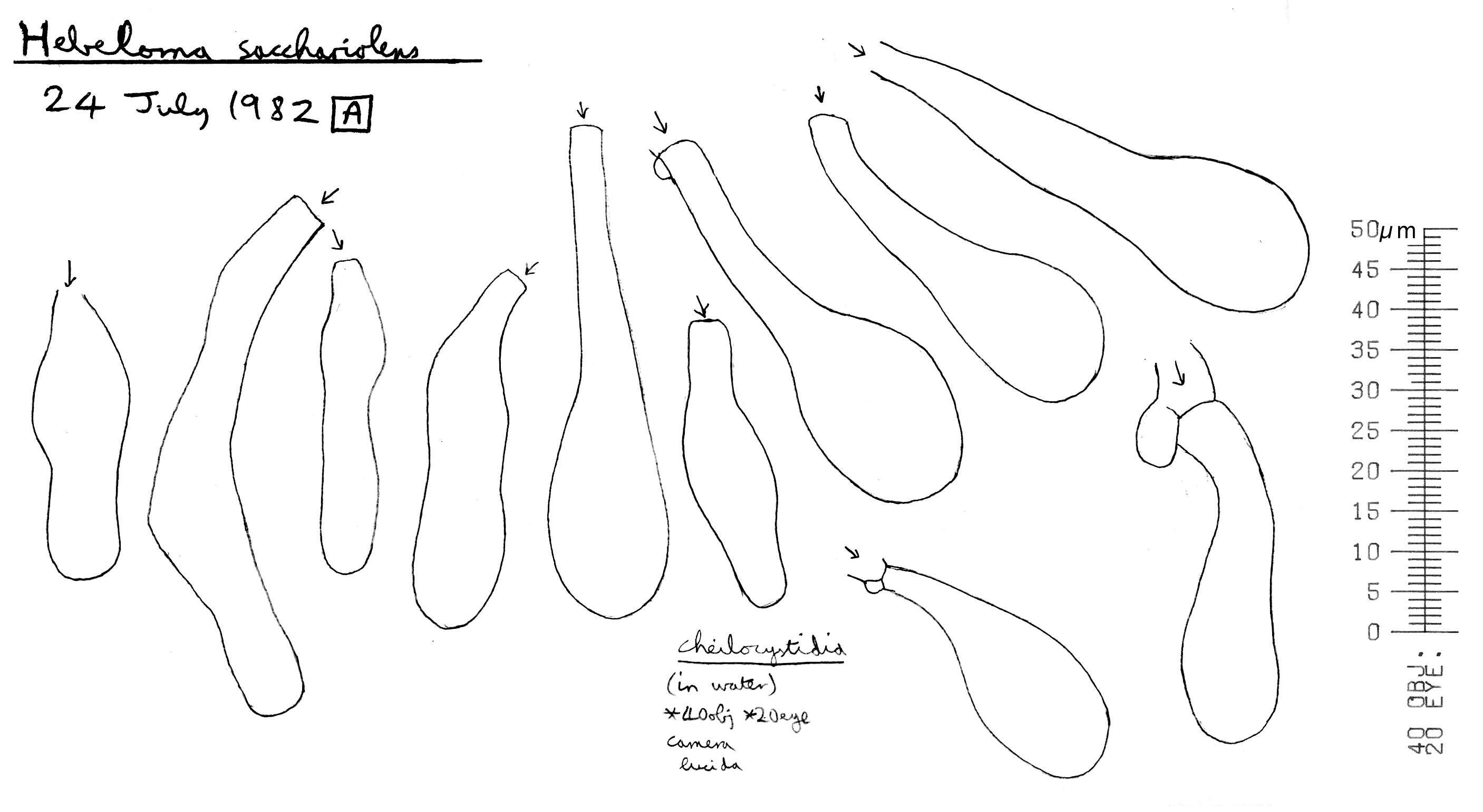 Image de <i>Hebeloma nauseosum</i>