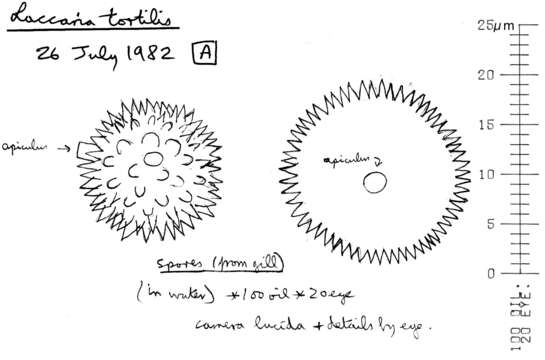 Image of Laccaria tortilis (Bolton) Cooke 1884