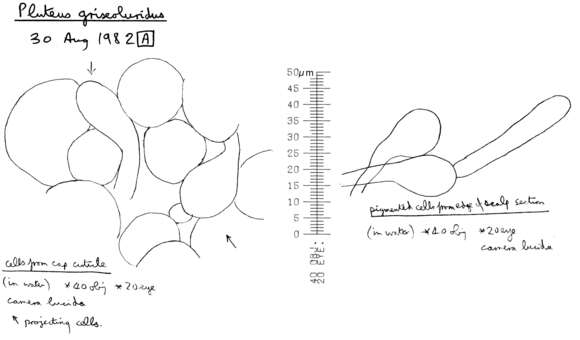 Image of Pluteus griseoluridus P. D. Orton 1984