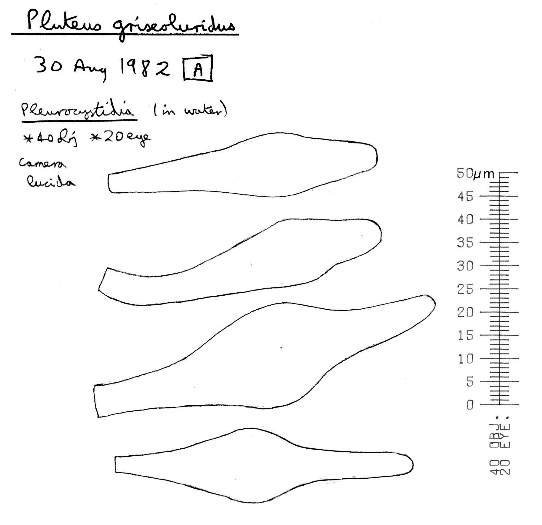 Слика од Pluteus griseoluridus P. D. Orton 1984