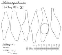 Слика од Pluteus griseoluridus P. D. Orton 1984