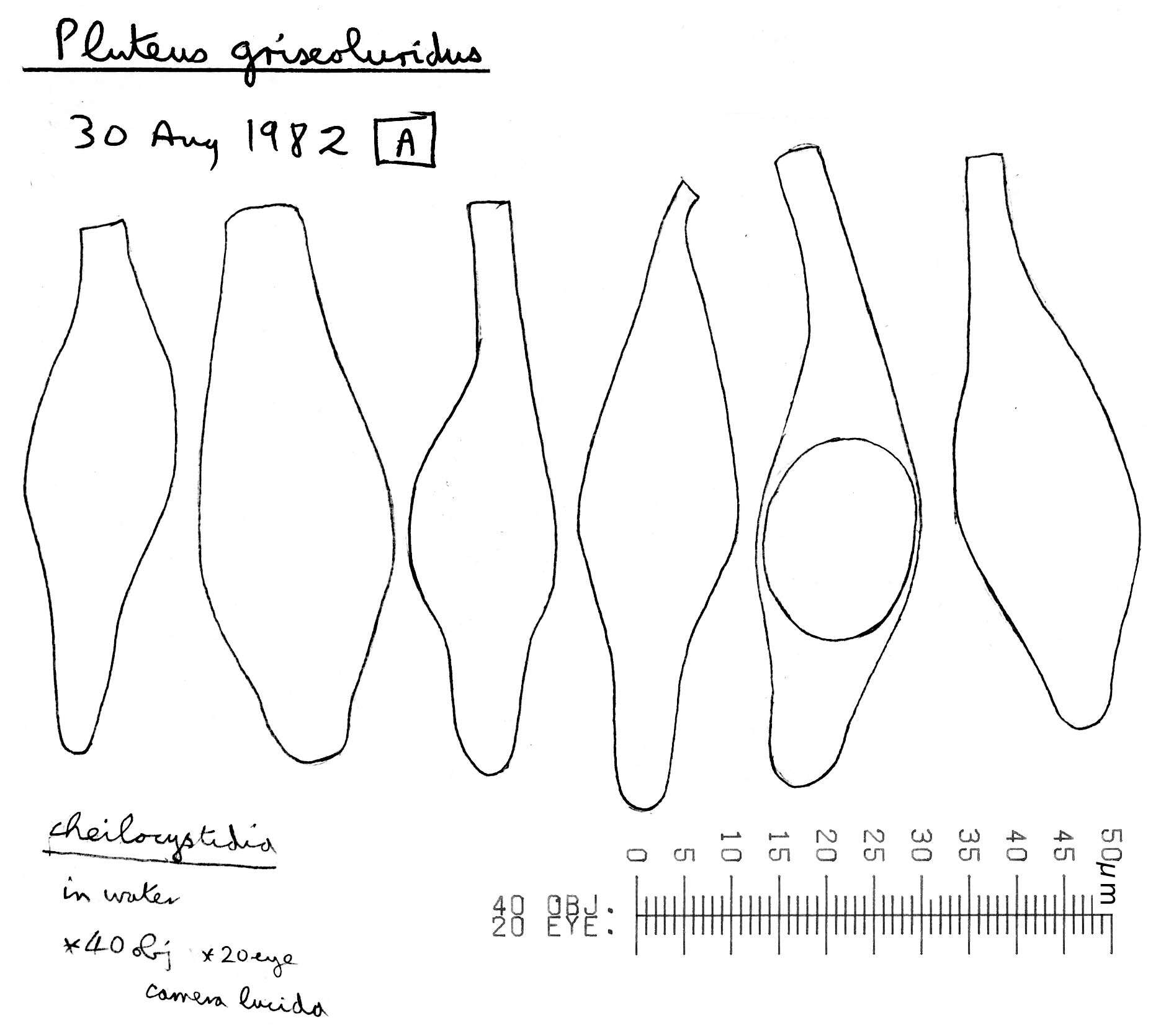 Слика од Pluteus griseoluridus P. D. Orton 1984