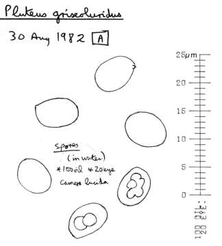 Image of Pluteus griseoluridus P. D. Orton 1984