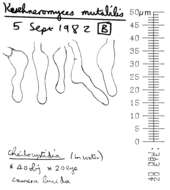 Imagem de Kuehneromyces mutabilis (Schaeff.) Singer & A. H. Sm. 1946