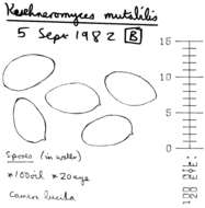 Imagem de Kuehneromyces mutabilis (Schaeff.) Singer & A. H. Sm. 1946