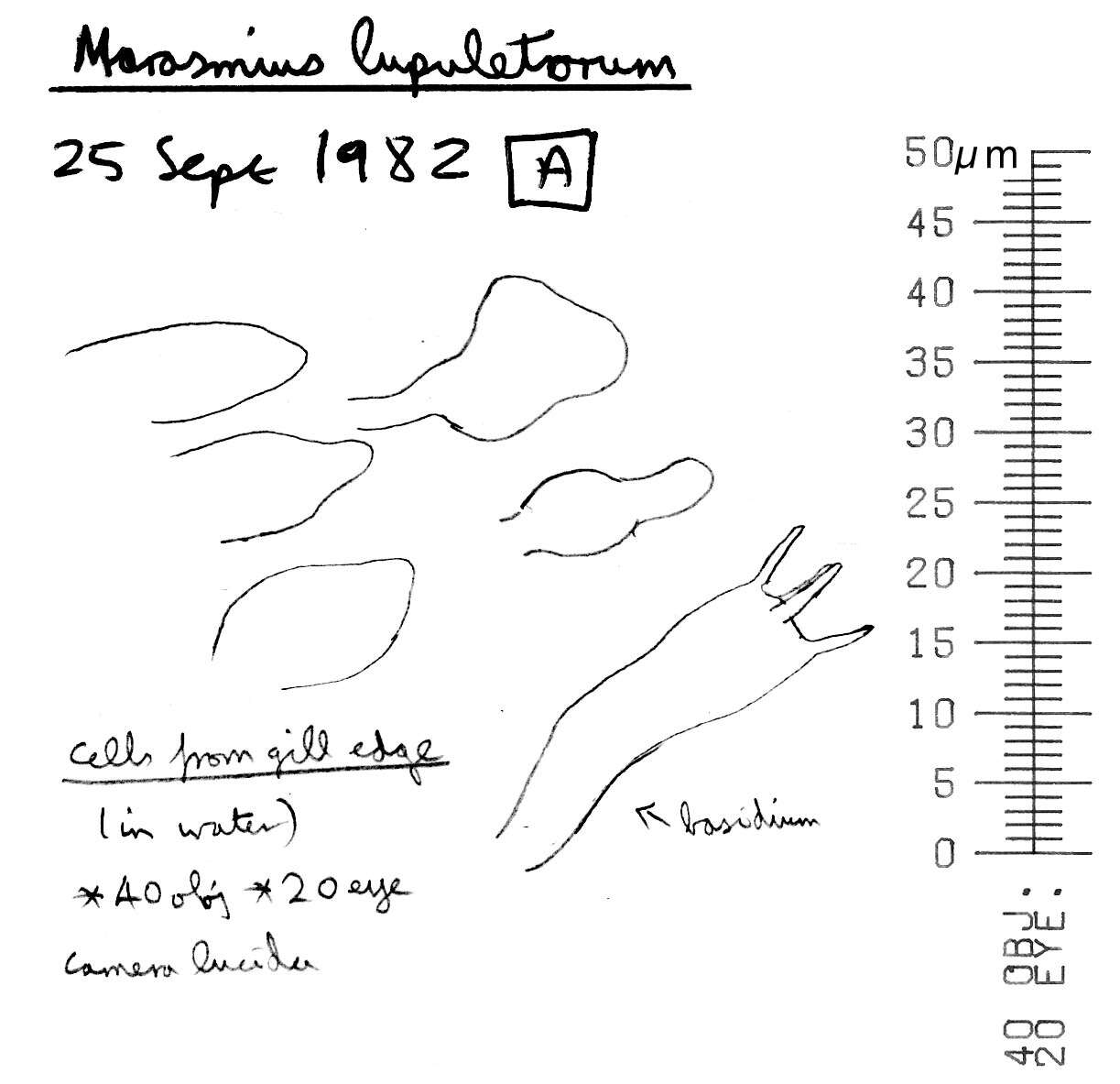 Image of Marasmius torquescens Quél. 1872