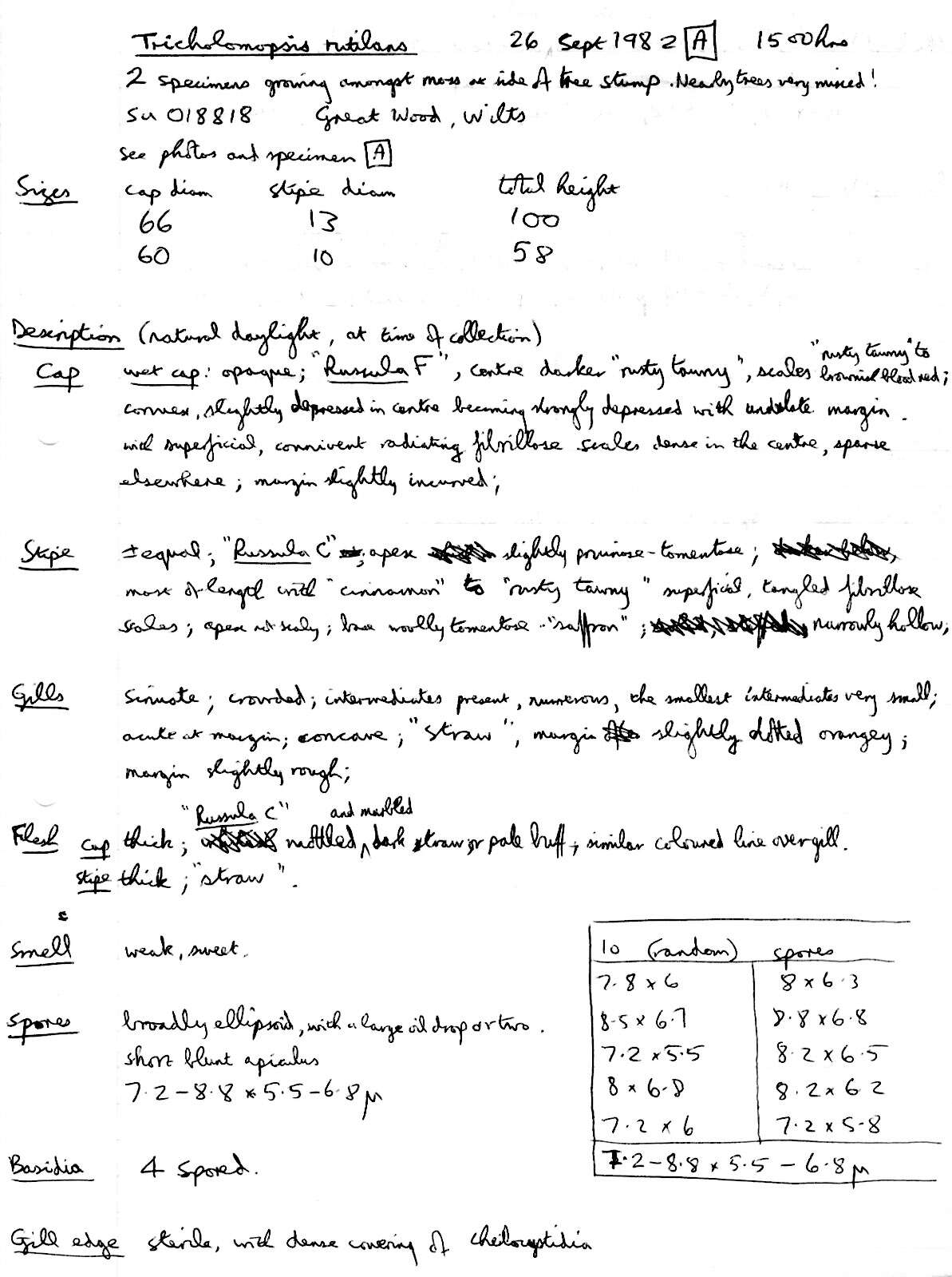 Image of Tricholomopsis rutilans (Schaeff.) Singer 1939