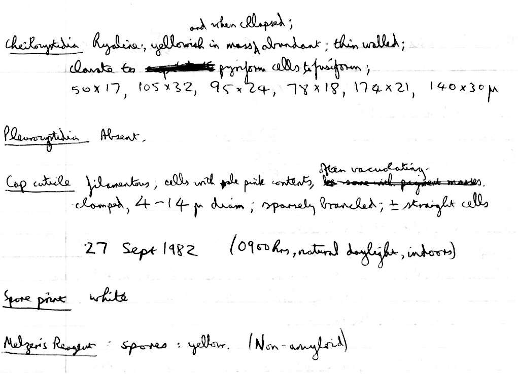 Image of Tricholomopsis rutilans (Schaeff.) Singer 1939