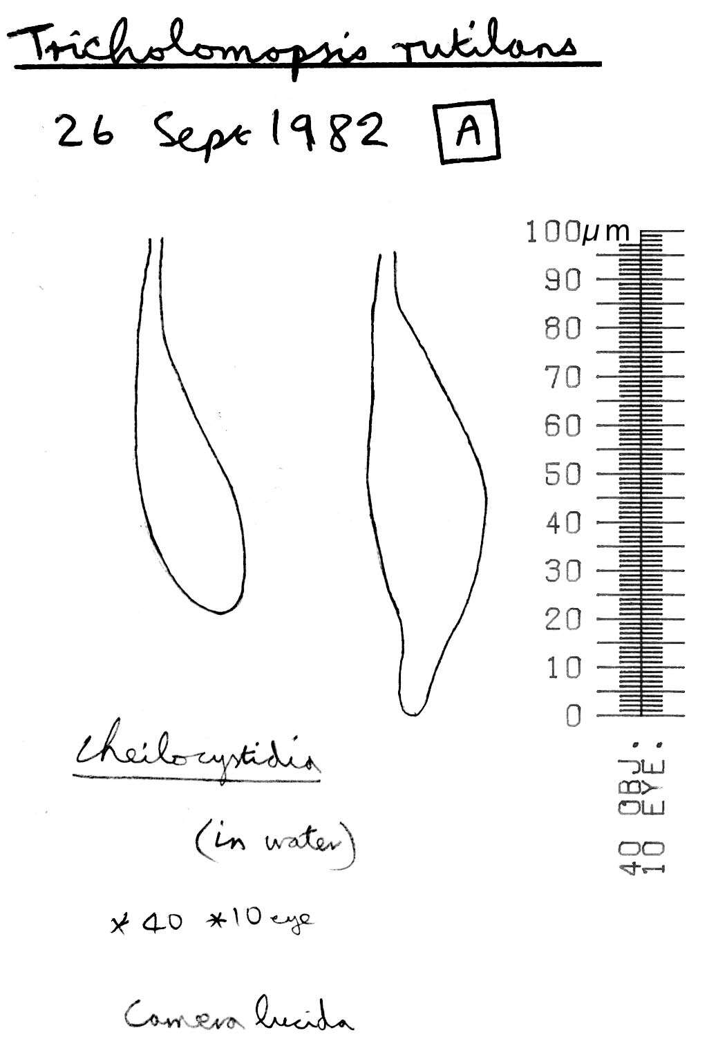 Image of Tricholomopsis rutilans (Schaeff.) Singer 1939