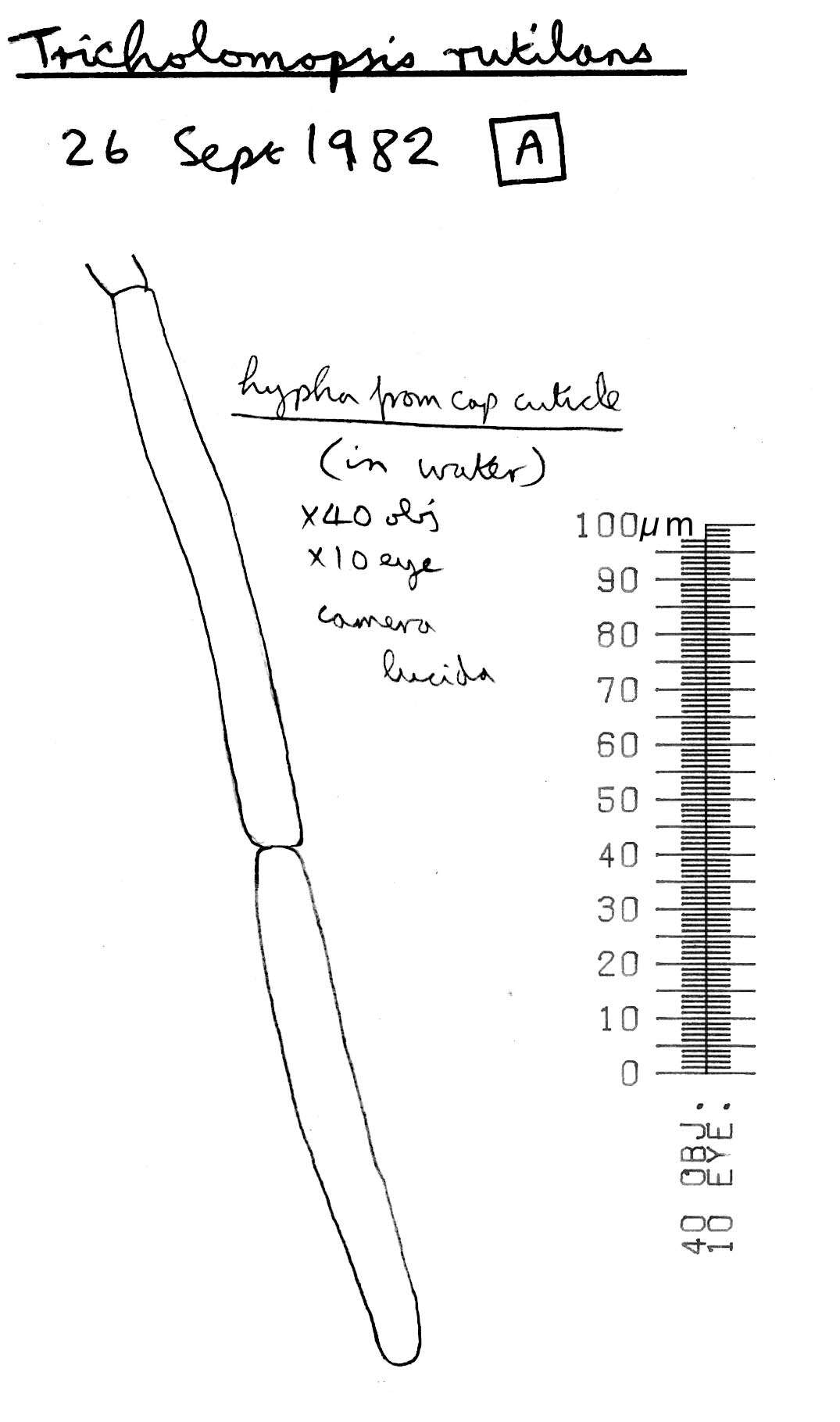 Image of Tricholomopsis rutilans (Schaeff.) Singer 1939