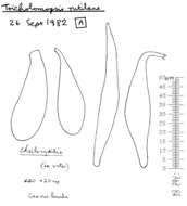 Image of Tricholomopsis rutilans (Schaeff.) Singer 1939