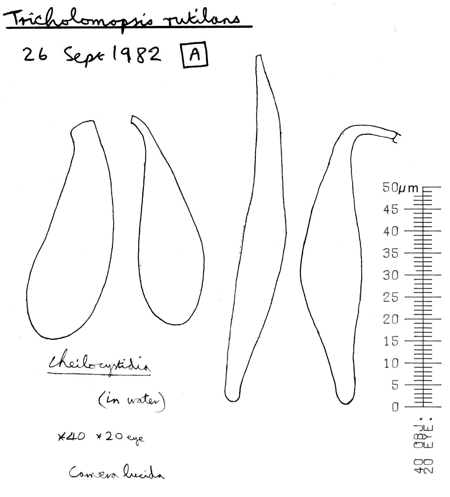 Image of Tricholomopsis rutilans (Schaeff.) Singer 1939