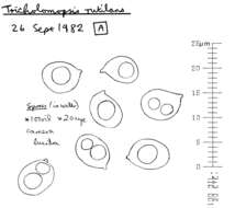 Image of Tricholomopsis rutilans (Schaeff.) Singer 1939