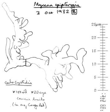 Image of Mycena epipterygia (Scop.) Gray 1821