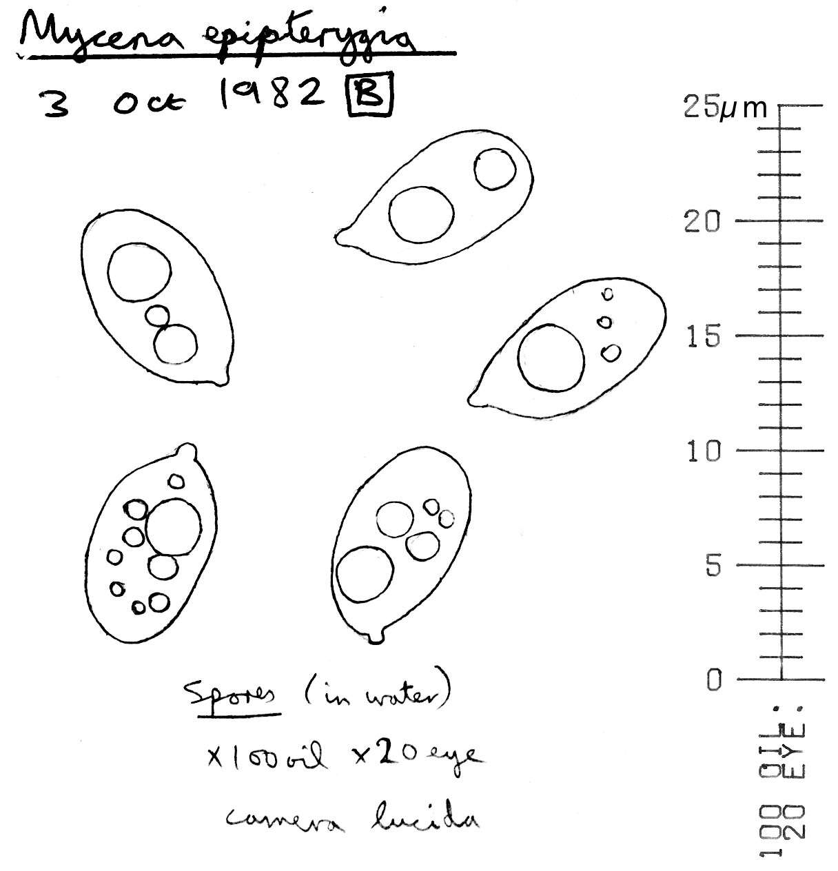 Mycena epipterygia (Scop.) Gray 1821 resmi