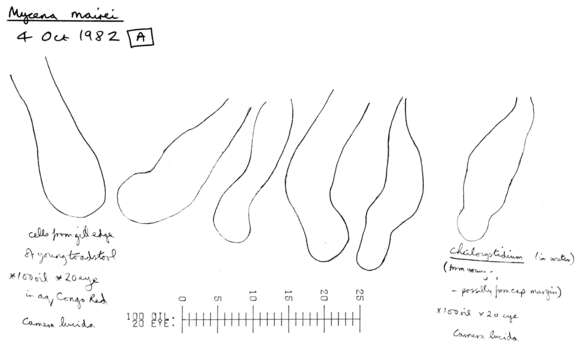 Image of Hemimycena mairei (E.-J. Gilbert) Singer 1943