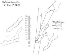 صورة Entoloma cuneatum (Bres.) M. M. Moser 1978