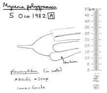 Image of Mycena polygramma (Bull.) Gray 1821