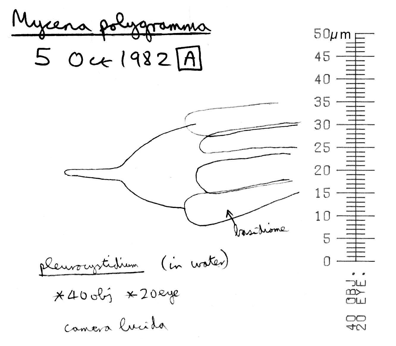 Image of Mycena polygramma (Bull.) Gray 1821