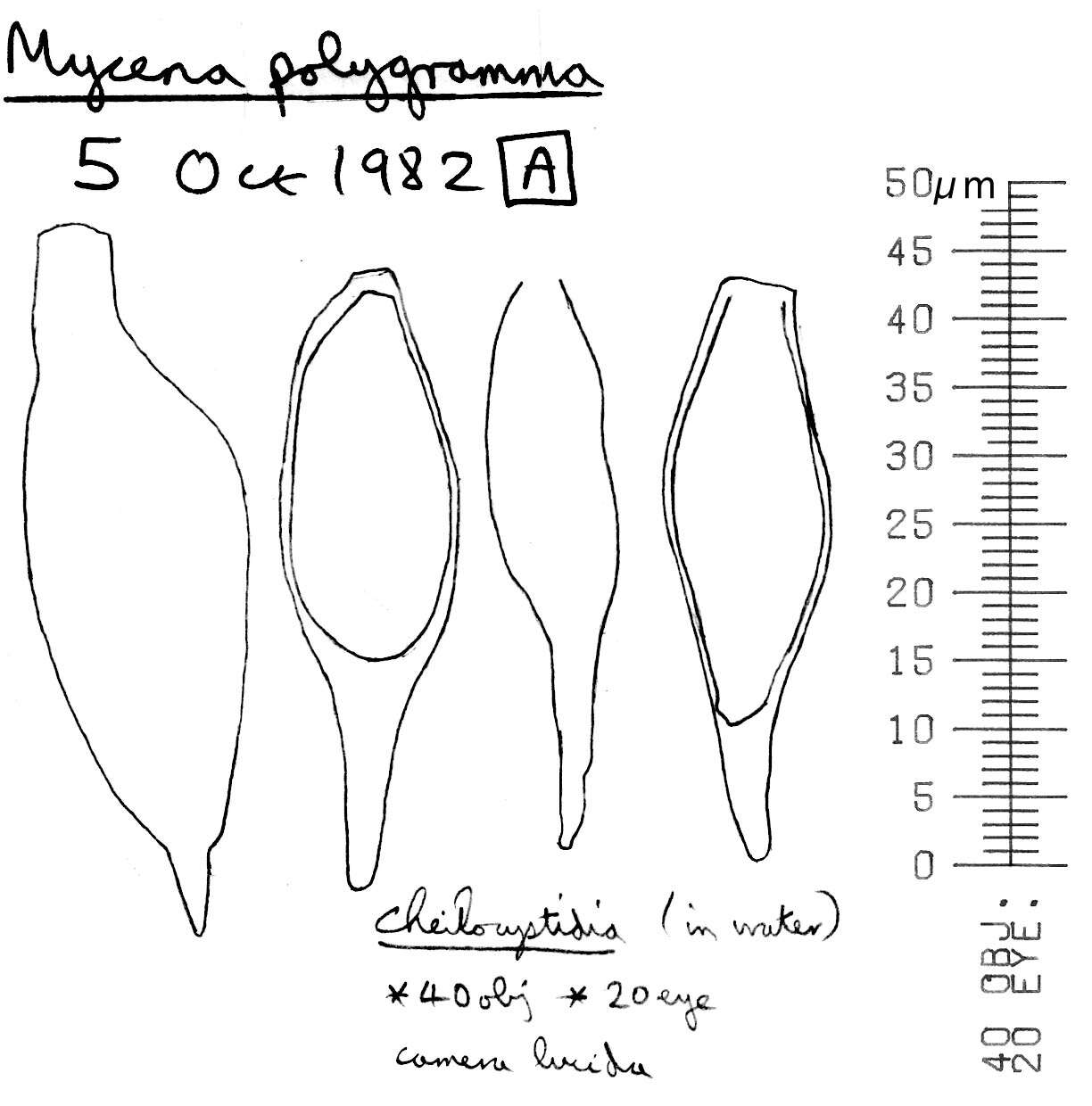 Image of Mycena polygramma (Bull.) Gray 1821