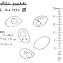 Image of Omphalina subhepatica (Batsch) Murrill 1916