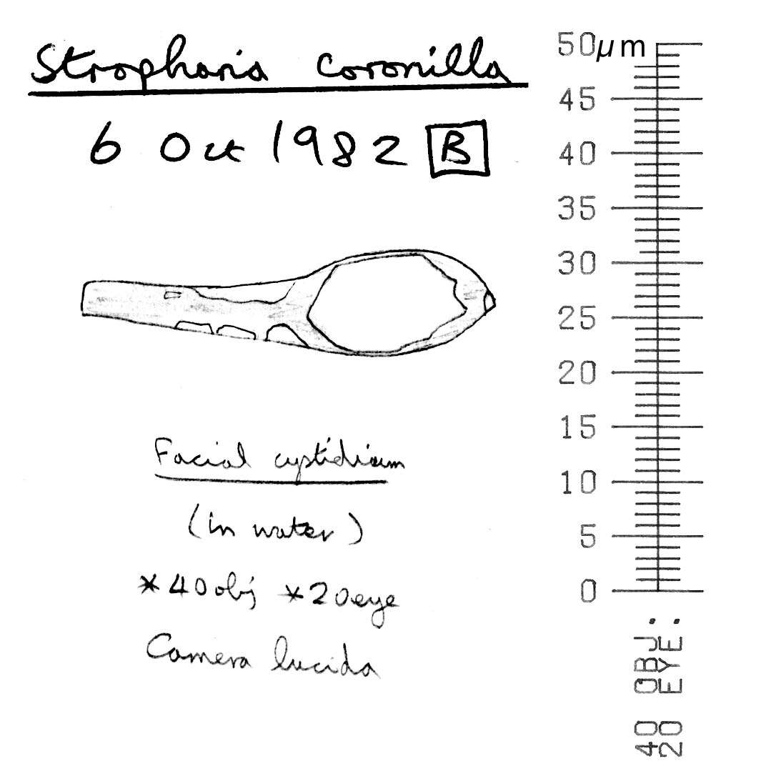 Image of Psilocybe coronilla (Bull.) Noordel. 1995