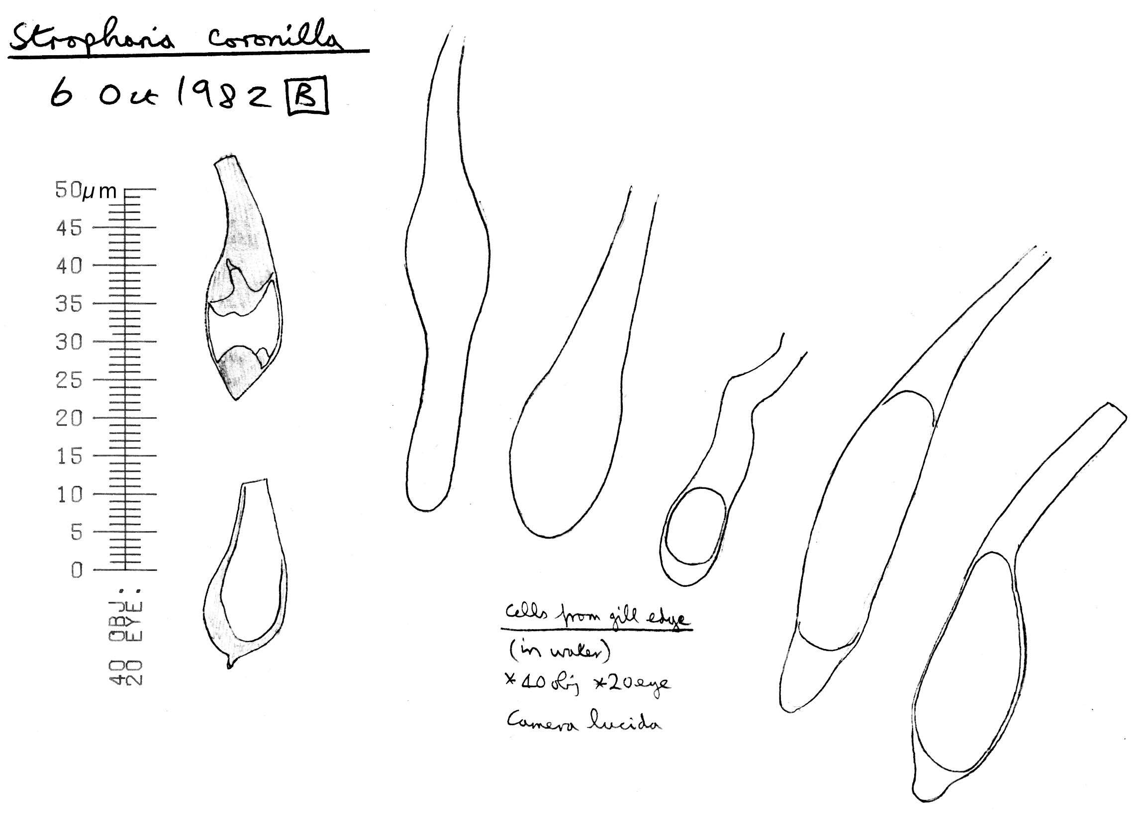 Image of Psilocybe coronilla (Bull.) Noordel. 1995